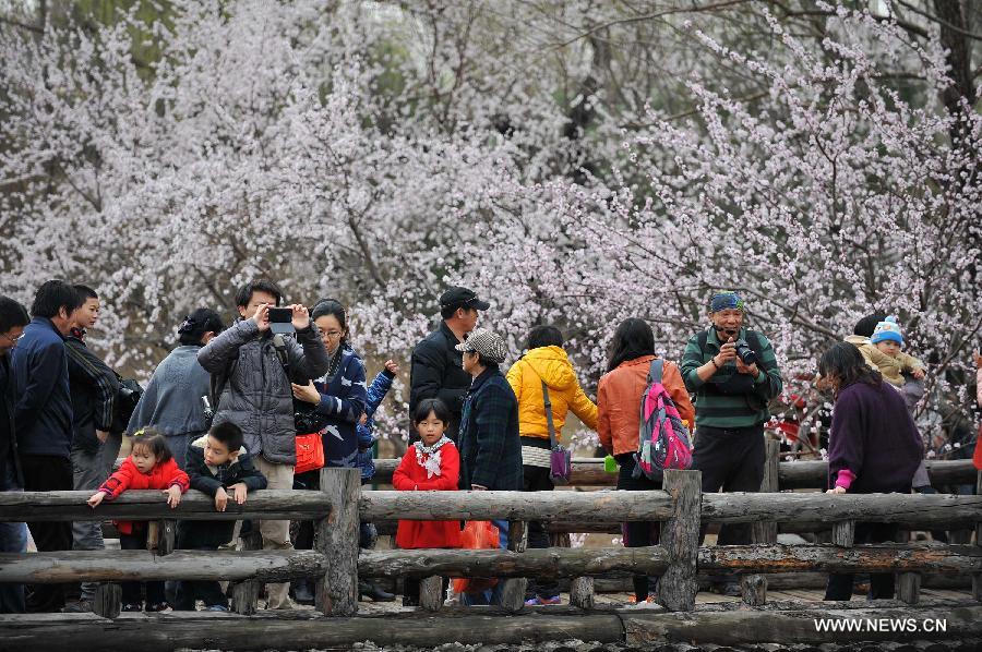 CHINA-BEIJING-QINGMING FESTIVAL-PEACH BLOSSOM (CN)