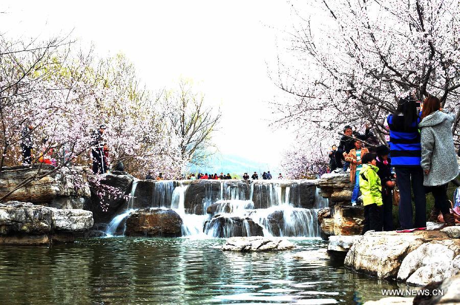 CHINA-BEIJING-QINGMING FESTIVAL-PEACH BLOSSOM (CN)