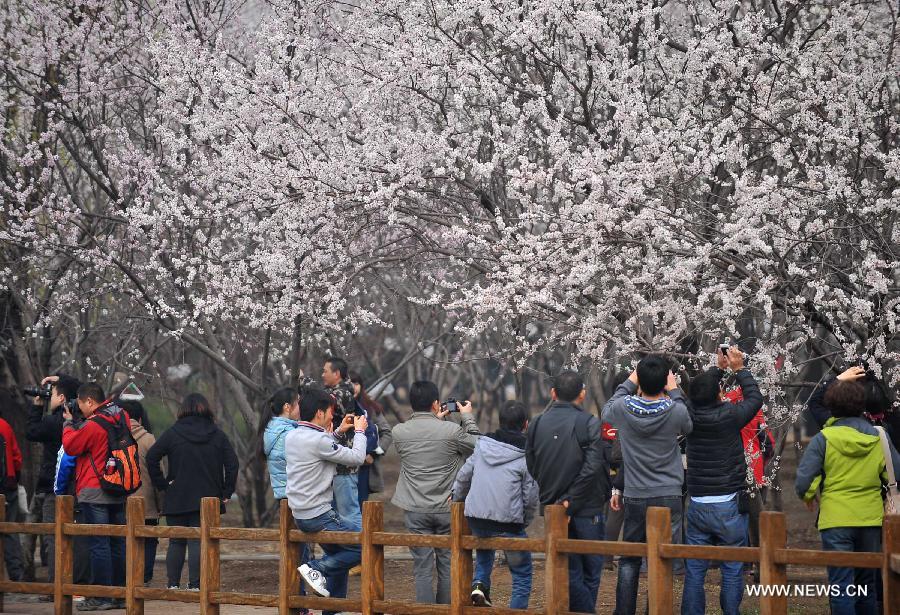 CHINA-BEIJING-QINGMING FESTIVAL-PEACH BLOSSOM (CN)