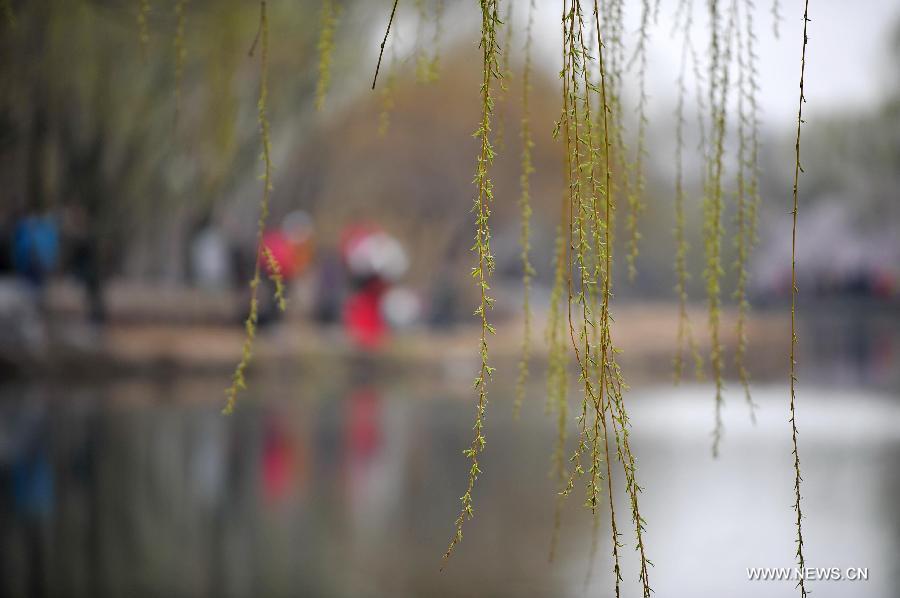 CHINA-BEIJING-QINGMING FESTIVAL-PEACH BLOSSOM (CN)