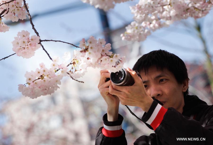 CANADA-VANCOUVER-CHERRY BLOSSOM FESTIVAL