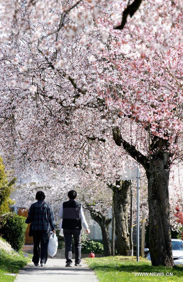 CANADA-VANCOUVER-CHERRY BLOSSOM FESTIVAL