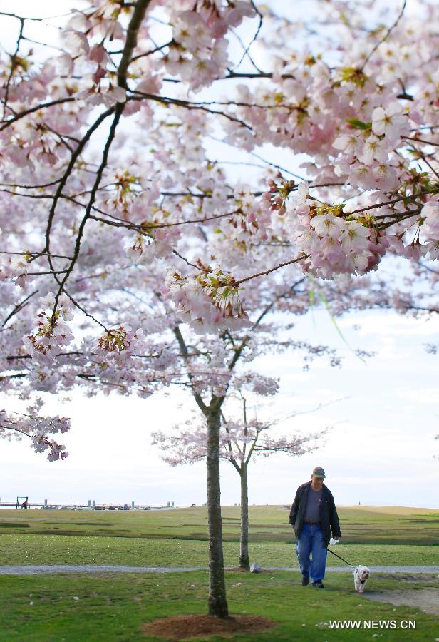 CANADA-VANCOUVER-CHERRY BLOSSOM FESTIVAL