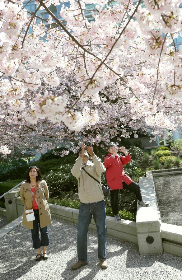 CANADA-VANCOUVER-CHERRY BLOSSOM FESTIVAL