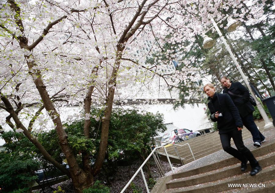 CANADA-VANCOUVER-CHERRY BLOSSOM FESTIVAL