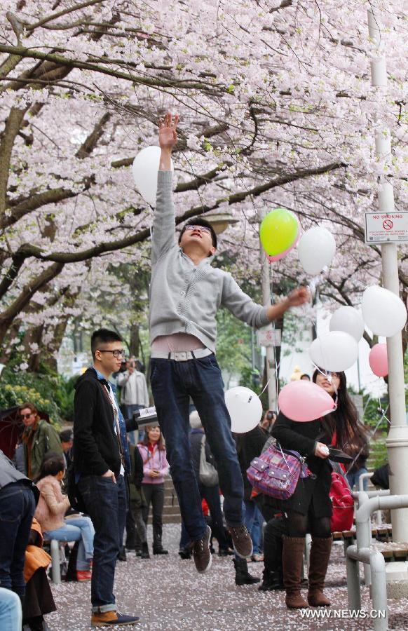 CANADA-VANCOUVER-CHERRY BLOSSOM FESTIVAL