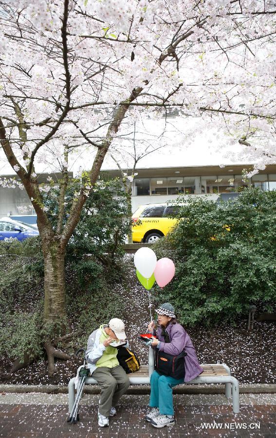 CANADA-VANCOUVER-CHERRY BLOSSOM FESTIVAL