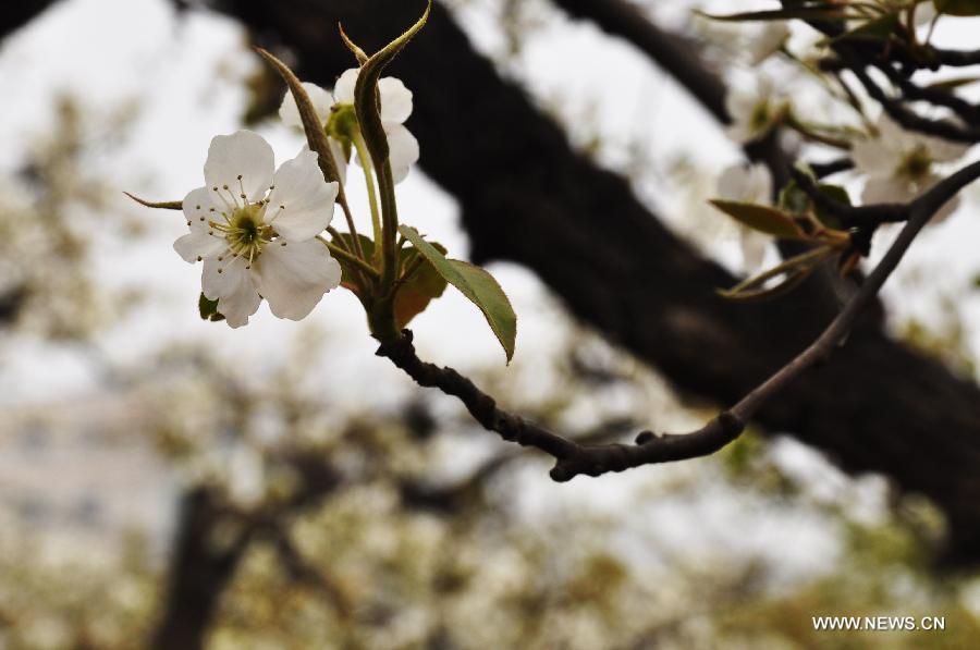 #CHINA-HEBEI-HANDAN-PEAR BLOSSOM (CN)