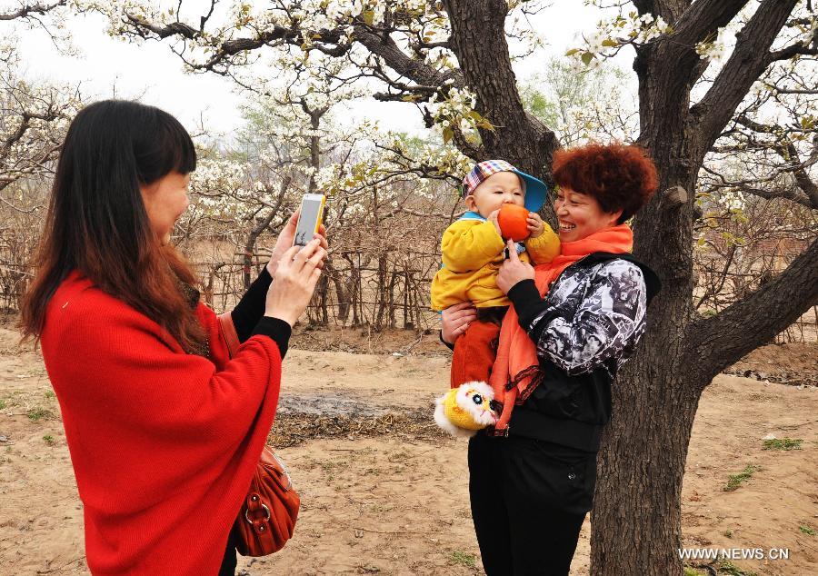 #CHINA-HEBEI-HANDAN-PEAR BLOSSOM (CN)