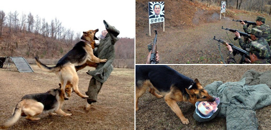 朝鲜士兵放狗撕咬"韩国防长" north korean army dogs train with kim