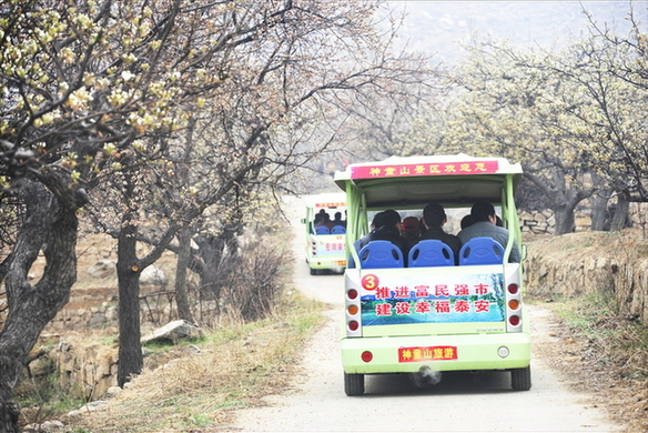 Pear Blossom Festival opens in Shandong