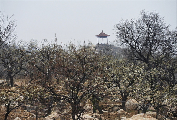 Pear Blossom Festival opens in Shandong