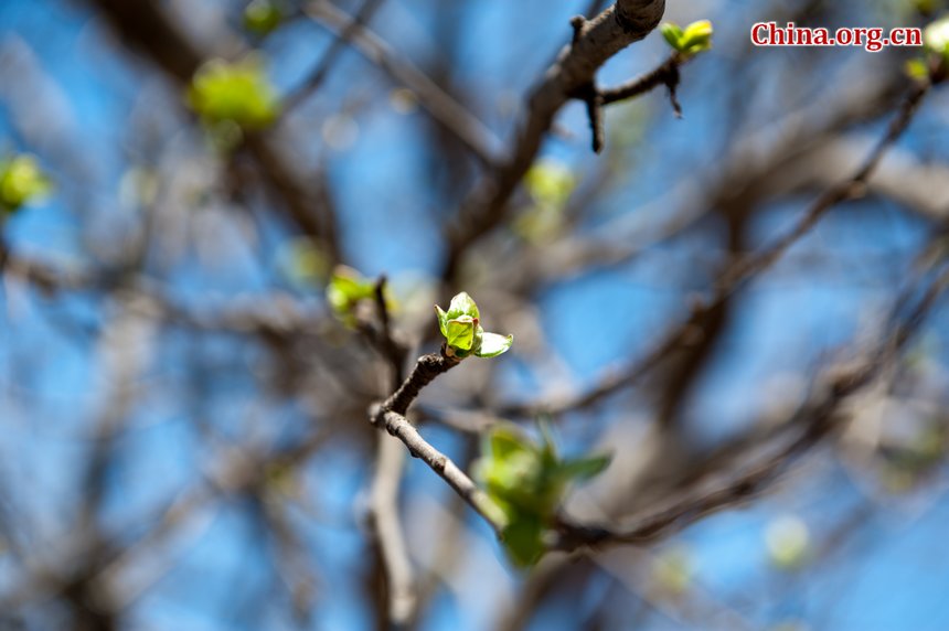 Sunshine eventually brings warmth to Beijing at the Qingming Festival weekend. Flowers in the Botanic Research Institute of Chinese Academy of Sciences (CAS) are either budding or blossoming, creating a touch of spring, defying the prolonged coldness. [By Chen Boyuan/China.org.cn]