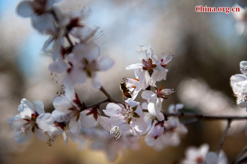 Sunshine eventually brings warmth to Beijing at the Qingming Festival weekend. Flowers in the Botanic Research Institute of Chinese Academy of Sciences (CAS) are either budding or blossoming, creating a touch of spring, defying the prolonged coldness. [By Chen Boyuan/China.org.cn]