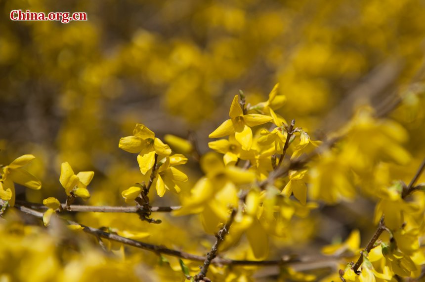 Sunshine eventually brings warmth to Beijing at the Qingming Festival weekend. Flowers in the Botanic Research Institute of Chinese Academy of Sciences (CAS) are either budding or blossoming, creating a touch of spring, defying the prolonged coldness. [By Chen Boyuan/China.org.cn]