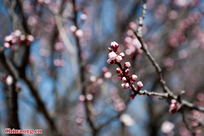 Sunshine eventually brings warmth to Beijing at the Qingming Festival weekend. Flowers in the Botanic Research Institute of Chinese Academy of Sciences (CAS) are either budding or blossoming, creating a touch of spring, defying the prolonged coldness. [By Chen Boyuan/China.org.cn]