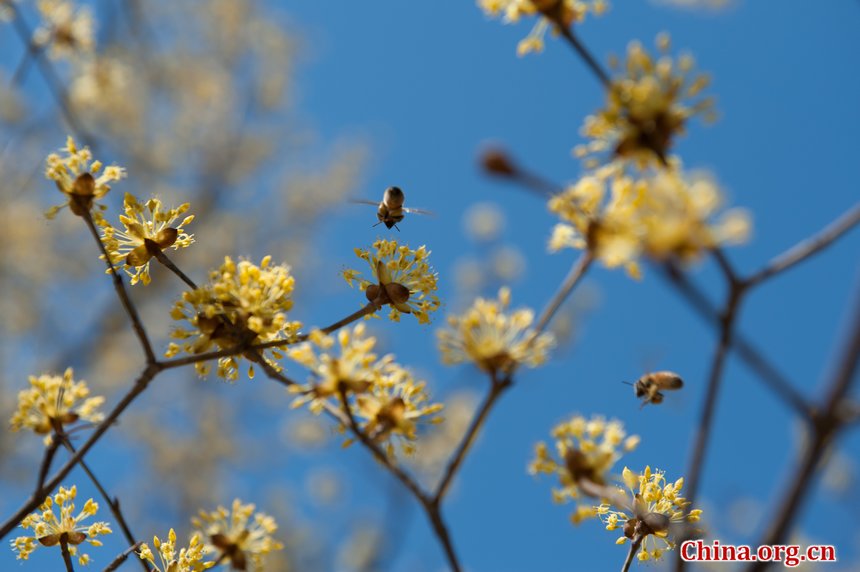 Sunshine eventually brings warmth to Beijing at the Qingming Festival weekend. Flowers in the Botanic Research Institute of Chinese Academy of Sciences (CAS) are either budding or blossoming, creating a touch of spring, defying the prolonged coldness. [By Chen Boyuan/China.org.cn]