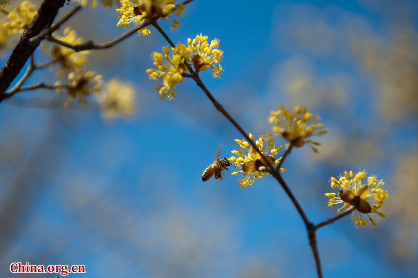 Sunshine eventually brings warmth to Beijing at the Qingming Festival weekend. Flowers in the Botanic Research Institute of Chinese Academy of Sciences (CAS) are either budding or blossoming, creating a touch of spring, defying the prolonged coldness. [By Chen Boyuan/China.org.cn]