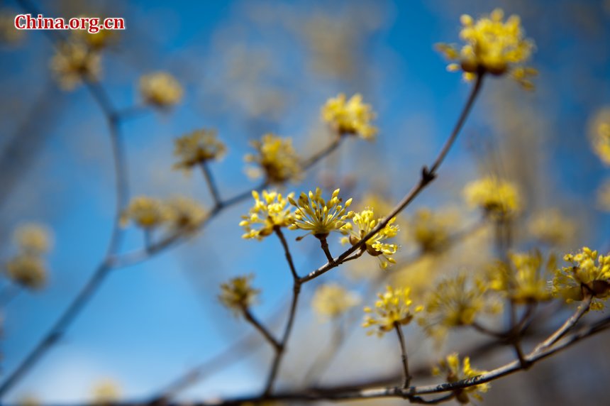 Sunshine eventually brings warmth to Beijing at the Qingming Festival weekend. Flowers in the Botanic Research Institute of Chinese Academy of Sciences (CAS) are either budding or blossoming, creating a touch of spring, defying the prolonged coldness. [By Chen Boyuan/China.org.cn]