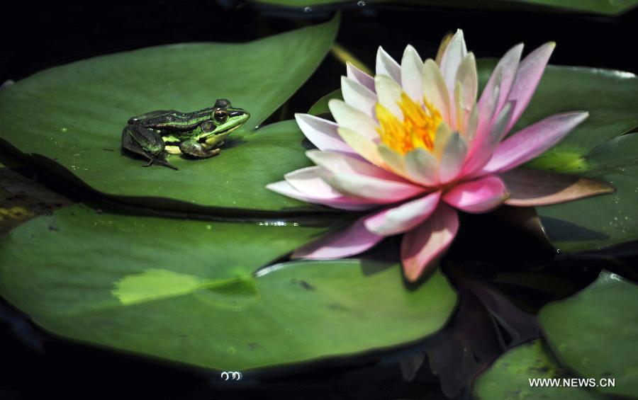 Frog rests on water lily in Taipei's Palace Museum