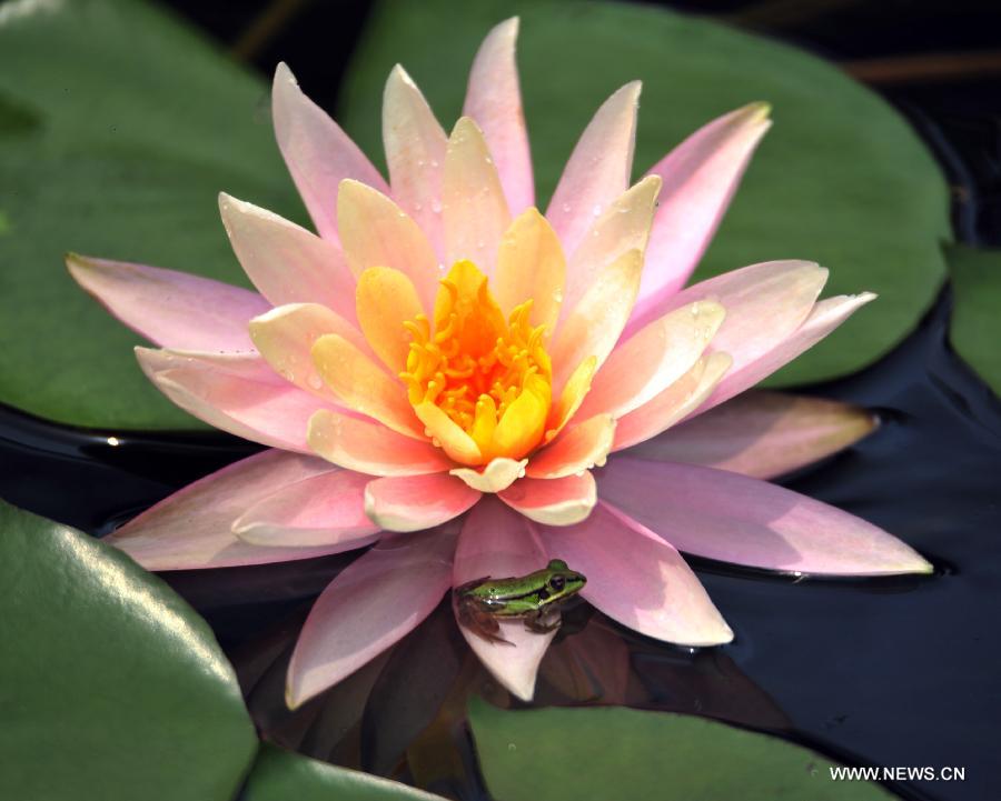 Frog rests on water lily in Taipei's Palace Museum