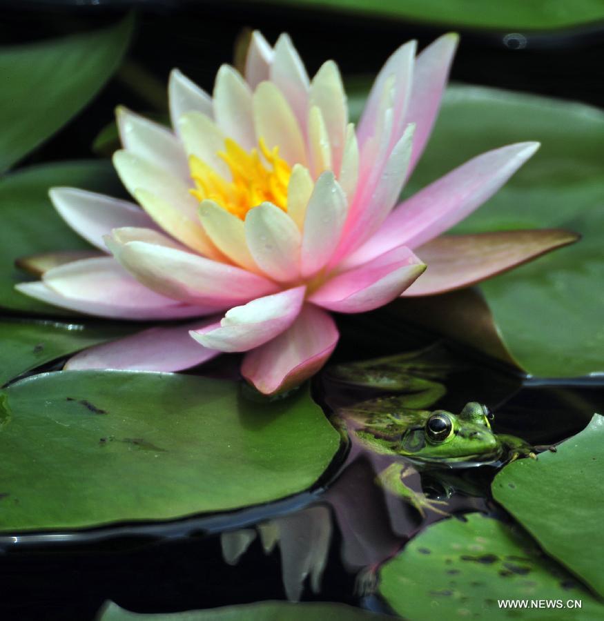 Frog rests on water lily in Taipei's Palace Museum