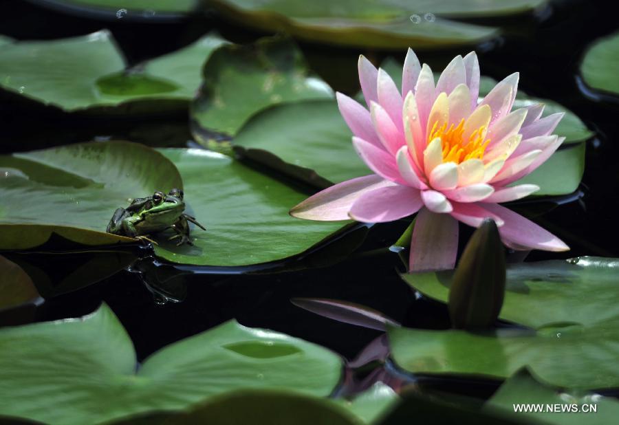 Frog rests on water lily in Taipei's Palace Museum