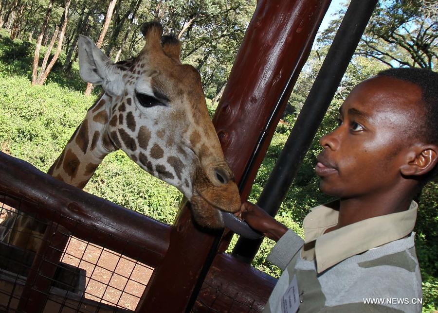 KENYA-NAIROBI-GIRAFFE CENTER-ROTHSCHILD GIRAFFE