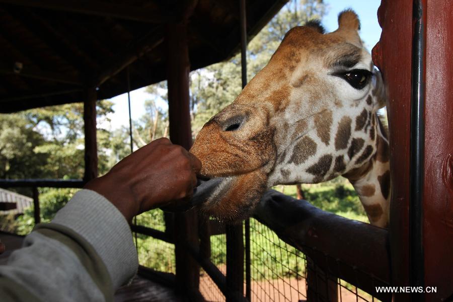 KENYA-NAIROBI-GIRAFFE CENTER-ROTHSCHILD GIRAFFE