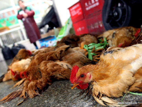 Photo taken on April 5, 2013 shows chickens are tied up to be dealt with at a market in Shanghai, east China. The government of Shanghai Municipality said on Friday sales of live poultry will be suspended in the municipality from April 6 as the H7N9 strain of avian influenza has sickened 14 people and killed six. [Xinhua]