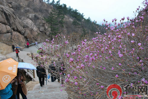Azalea Flower Festival kicks off in Qingdao
