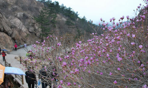 Azalea Flower Festival kicks off in Qingdao