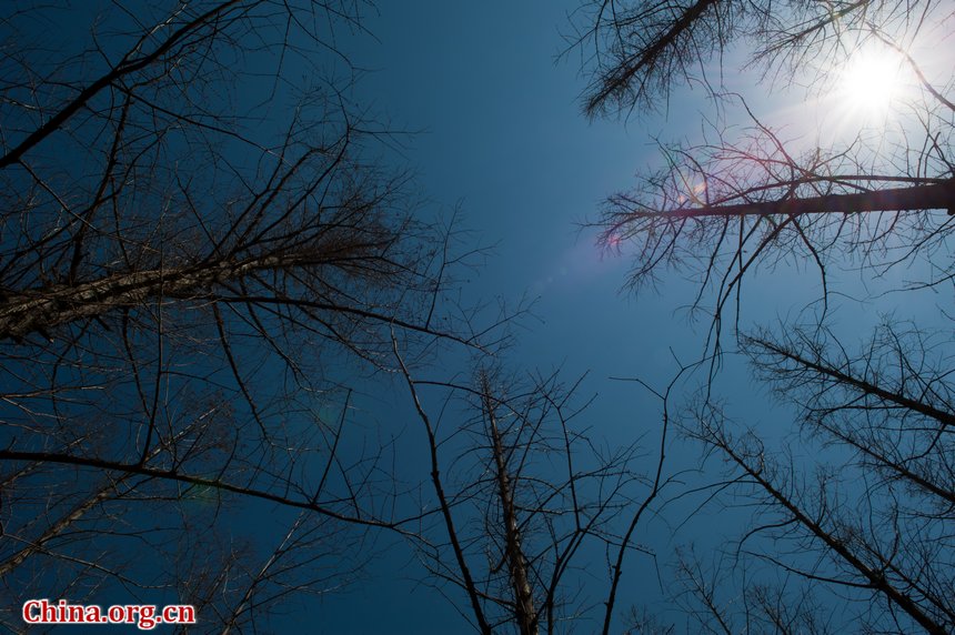 Sunshine eventually brings warmth to Beijing at the Qingming Festival weekend. Flowers in the Botanic Research Institute of Chinese Academy of Sciences (CAS) are either budding or blossoming, creating a touch of spring, defying the prolonged coldness. [By Chen Boyuan/China.org.cn]