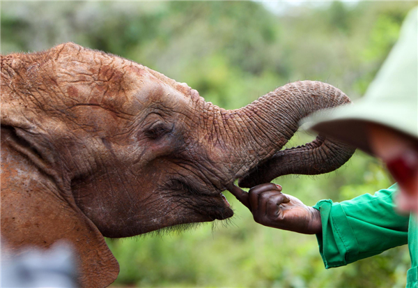 Elephant orphanage in Nairobi