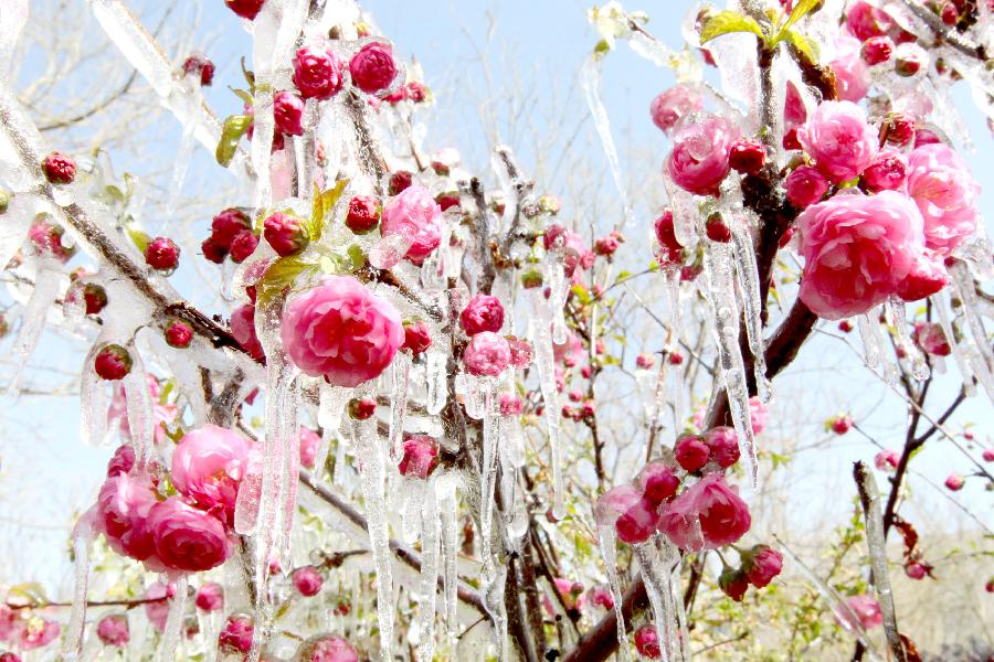 #CHINA-XINJIANG-HAMI-SPRING-ICICLE (CN) 