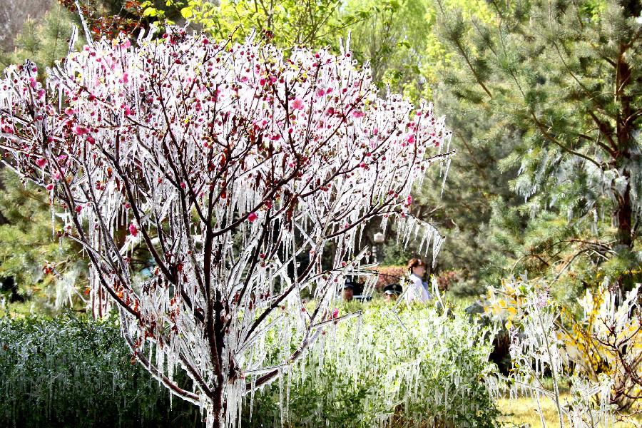 #CHINA-XINJIANG-HAMI-SPRING-ICICLE (CN) 