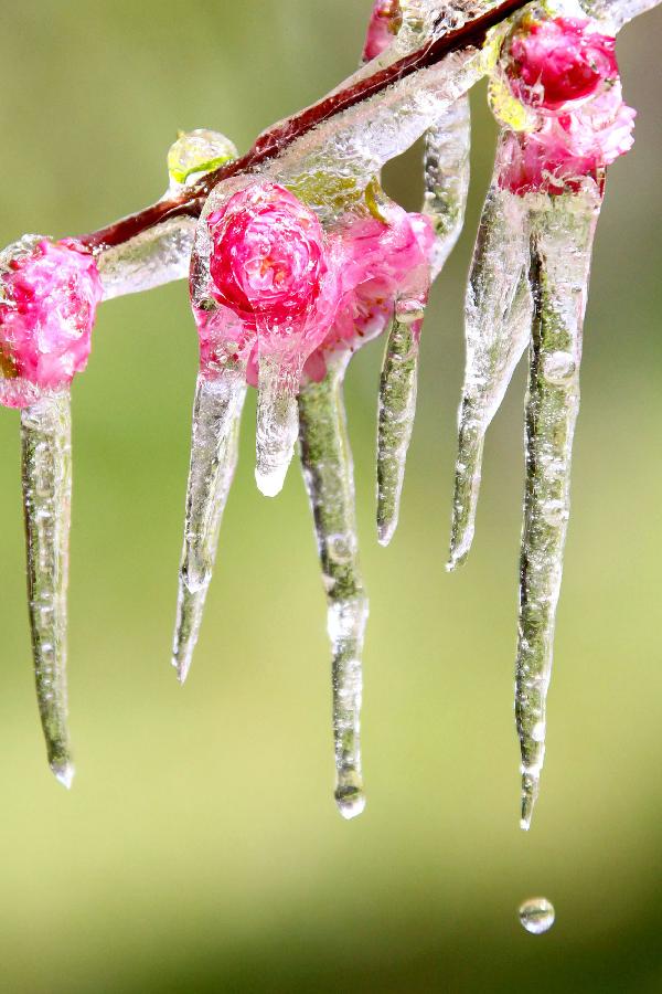 #CHINA-XINJIANG-HAMI-SPRING-ICICLE (CN) 