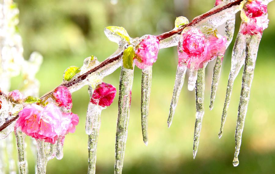 #CHINA-XINJIANG-HAMI-SPRING-ICICLE (CN) 