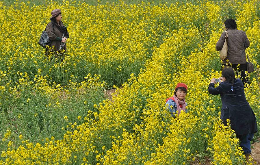 CHINA-SHANDONG-JINAN-RAPE FLOWERS (CN) 