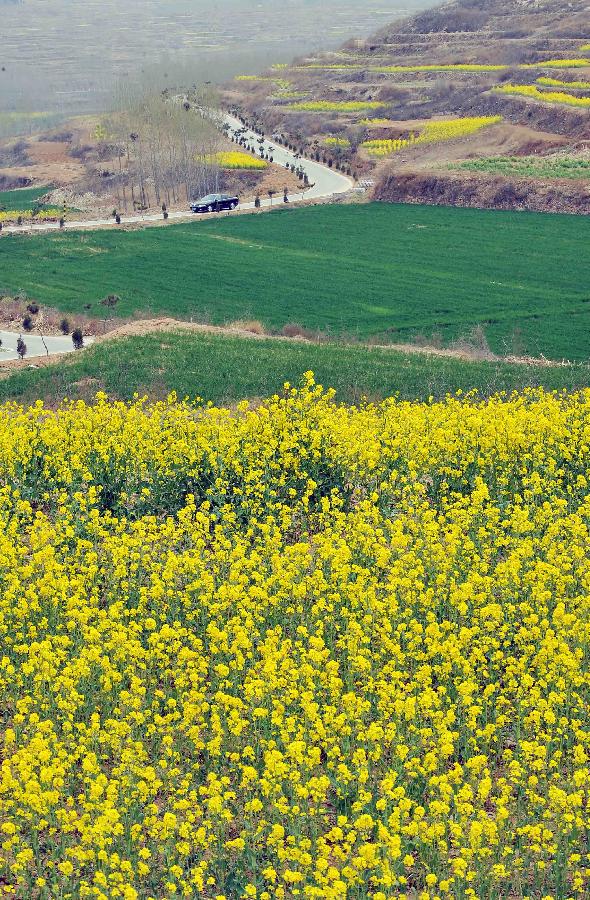 CHINA-SHANDONG-JINAN-RAPE FLOWERS (CN) 