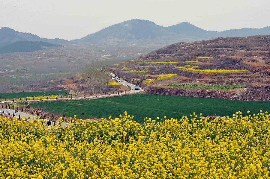 CHINA-SHANDONG-JINAN-RAPE FLOWERS (CN) 