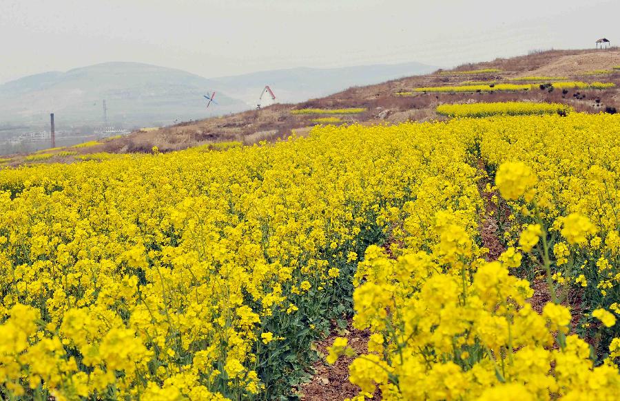 CHINA-SHANDONG-JINAN-RAPE FLOWERS (CN) 