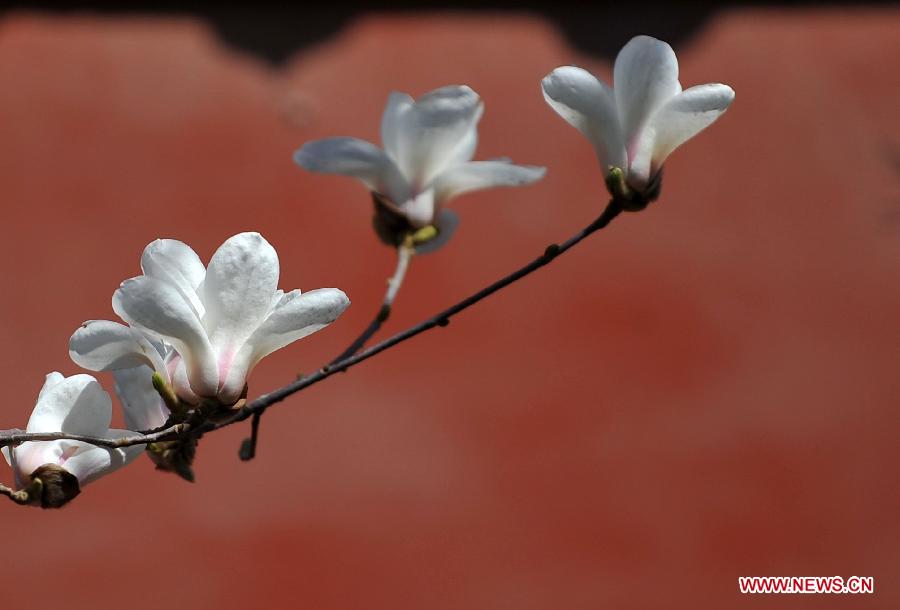 CHINA-BEIJING-SPRING (CN)