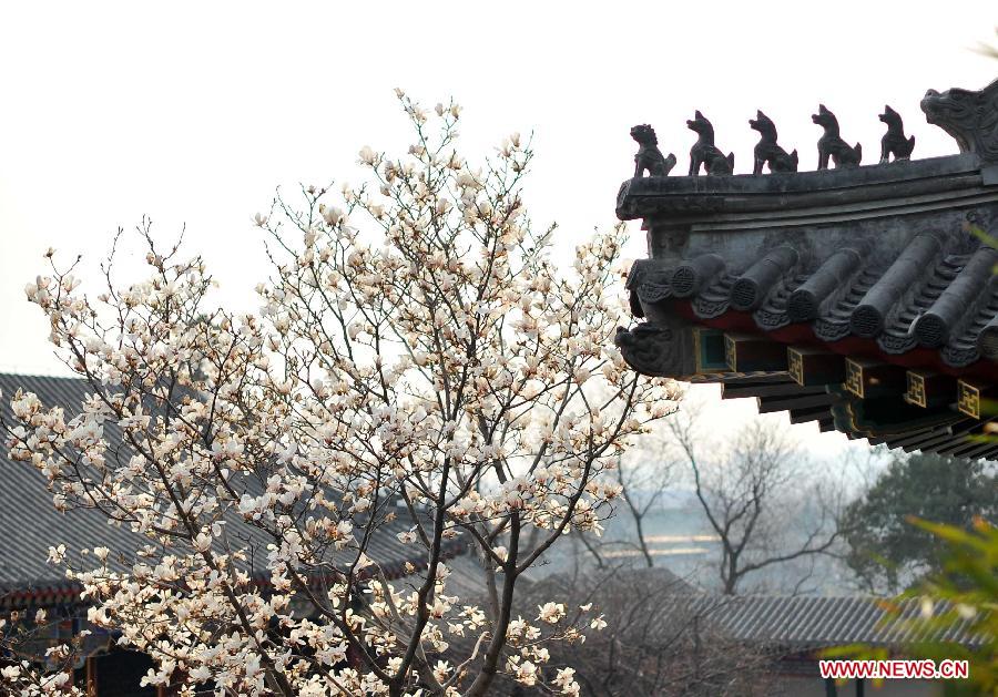 CHINA-BEIJING-SPRING (CN)