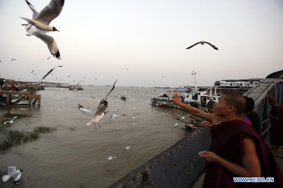 MYANMAR-YANGON-GULL