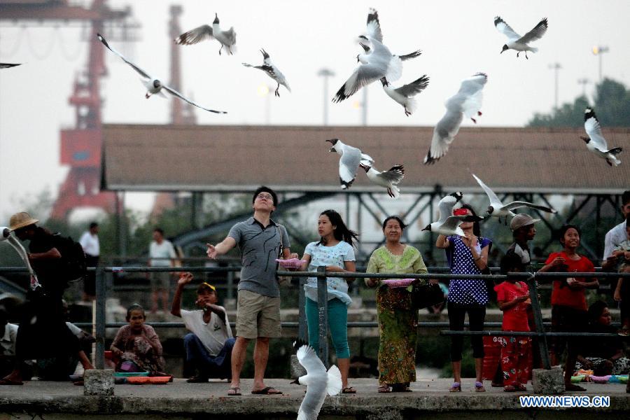 MYANMAR-YANGON-GULL