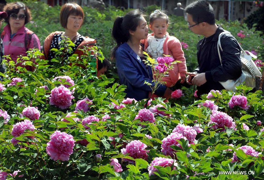 Visitors view peony flowers at a park in Luoyang City, central China's Henan Province, April 9, 2013.