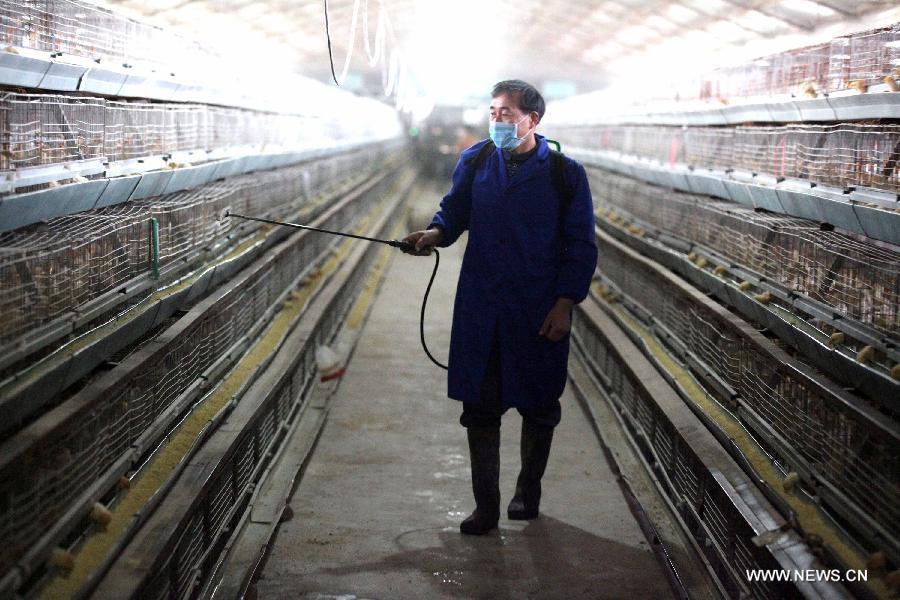 disinfectant spray in poultry