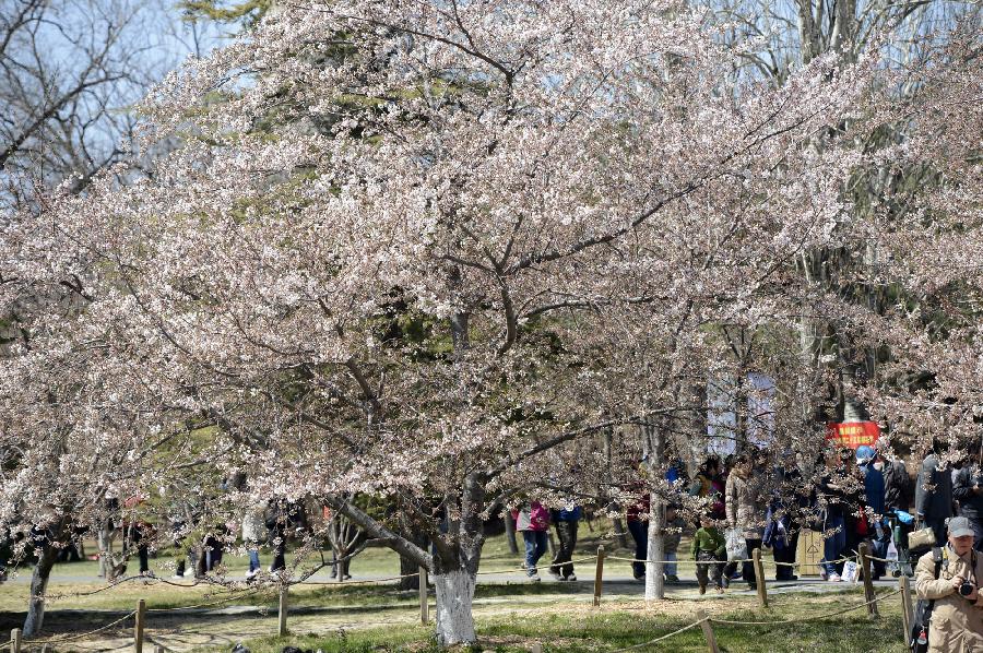 CHINA-BEIJING-CHERRY BLOSSOMS (CN)