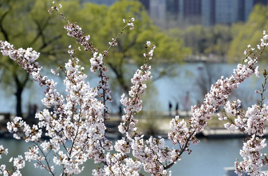 CHINA-BEIJING-CHERRY BLOSSOMS (CN)